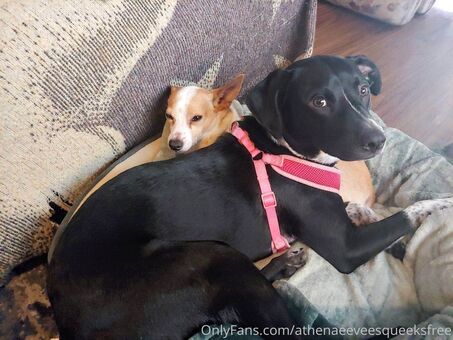 athenaeeveesqueeksfree